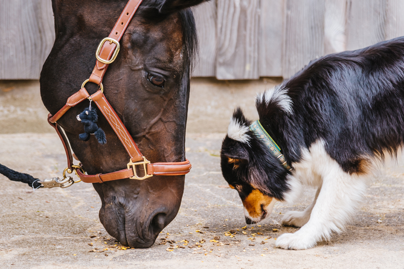 Riding Horse and cute dog together