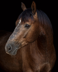 A portrait of a gray horse on black background.